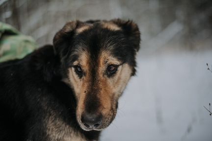 Тема потрясающий пес в поиске дома