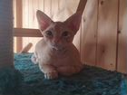 Котик породы Девон- рекс объявление продам