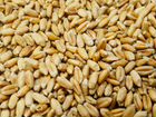 Продаем пшеницу урожай 2021 объявление продам