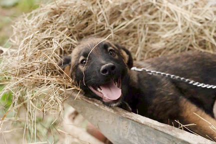 Щенок бесплатно