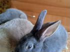 Крольчата Рекс объявление продам