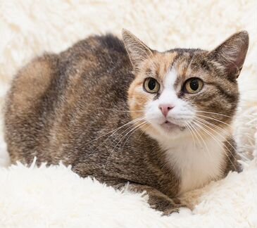 Трехцветная кошечка Сказка 1 годик в добрые руки