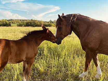 Авито курск лошади. Лошадь Коля