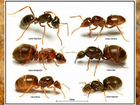 Матка муравьёв рода Лазиус