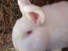 Новозеландские белые кролики объявление продам