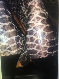 Сапоги натуральная кожа Zanotti
