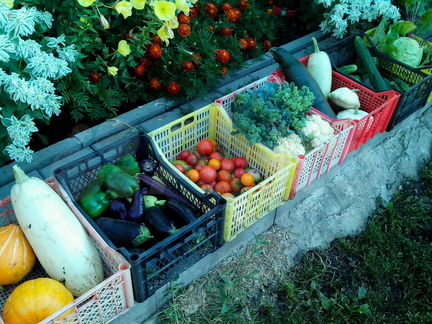 Ящики пластиковые