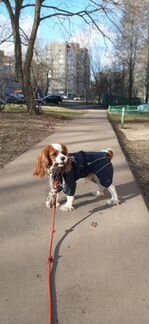 Коррекция поведения ваших питомцев, выгул с элемен