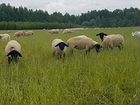 Овцы племенные романовки,мясных и молочных пород объявление продам