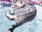 Бенгальские котята (серебро, снежное серебро) объявление продам