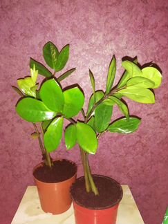 Замиокулькас