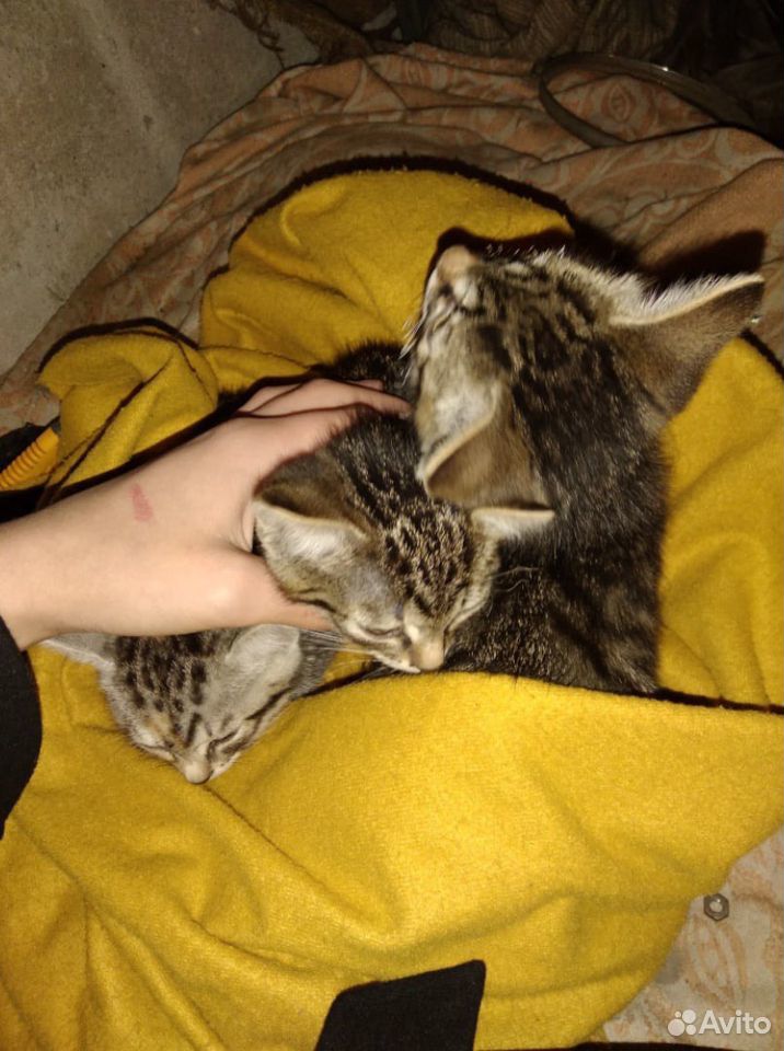 Отдадим котят в хорошие руки