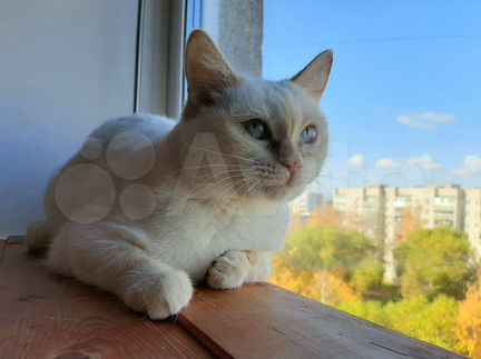 Голубоглазая кошка