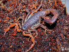 Муравьи разные Жнецы (Messor muticus) Скорпионы объявление продам