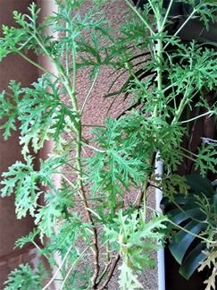 Герань душистая Роза-Лимон,Кола