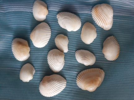 Ракушки морские 13 штук
