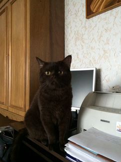 Вязка кот