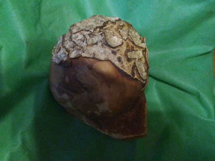 Кап березовый