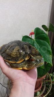 Красноухая черепаха бесплатно 2шт