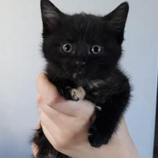 Котята разные в добрые руки 1-2мес