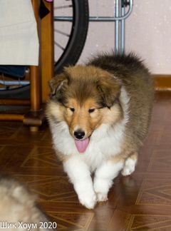 Щенок колли