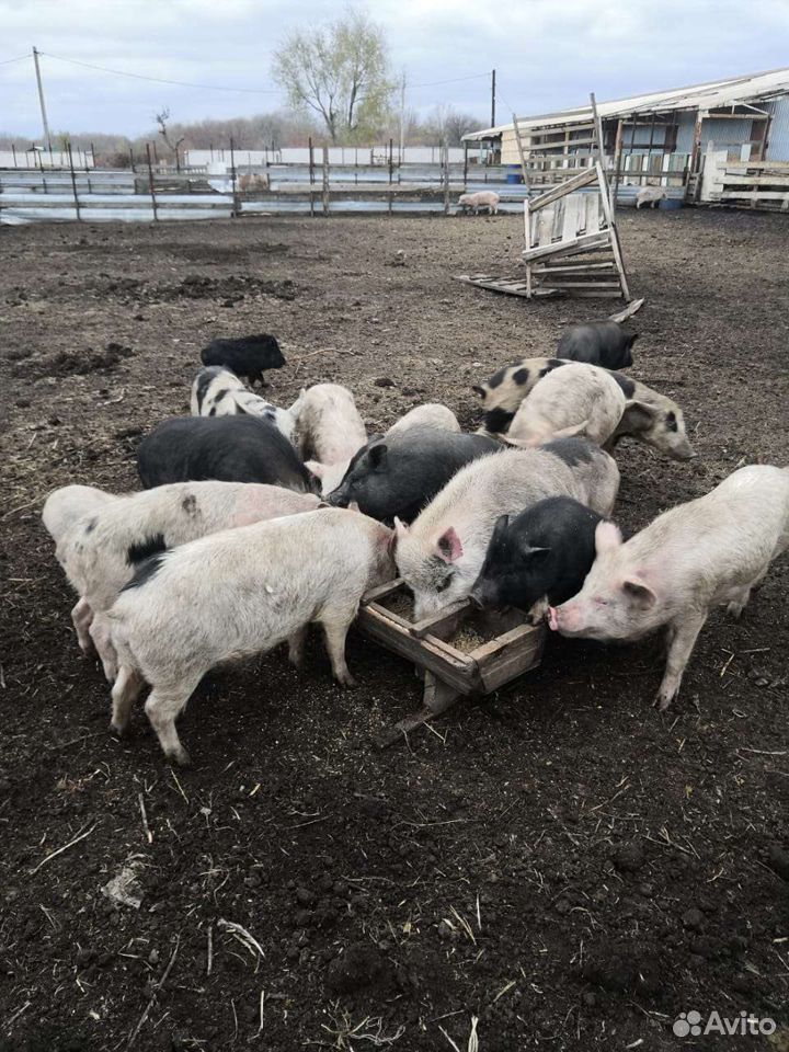 Продается мясо свиньи 89009269083 купить 1