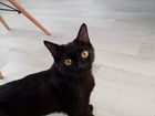 Кошка чёрная, лечащая