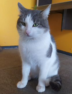 Котик ищет дом