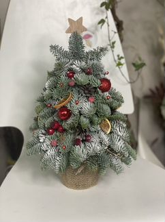 Елка живая из нобилиса