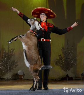 Дрессированные животные на Ваш праздник