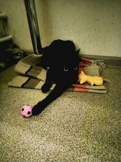 Кошка Багира