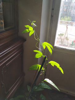 Маракуйя (пассифлора)