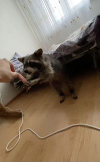 Енотиха Матильда