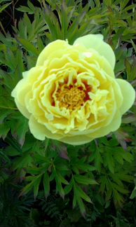 Пионы большие полноценные кусты