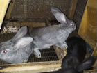 Кролики гиганты объявление продам