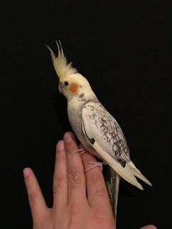 Попугай корелла