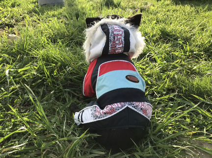 Одежда для собак. Зимний комбинезон