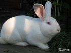 Продам кроликов калифорнийцев объявление продам