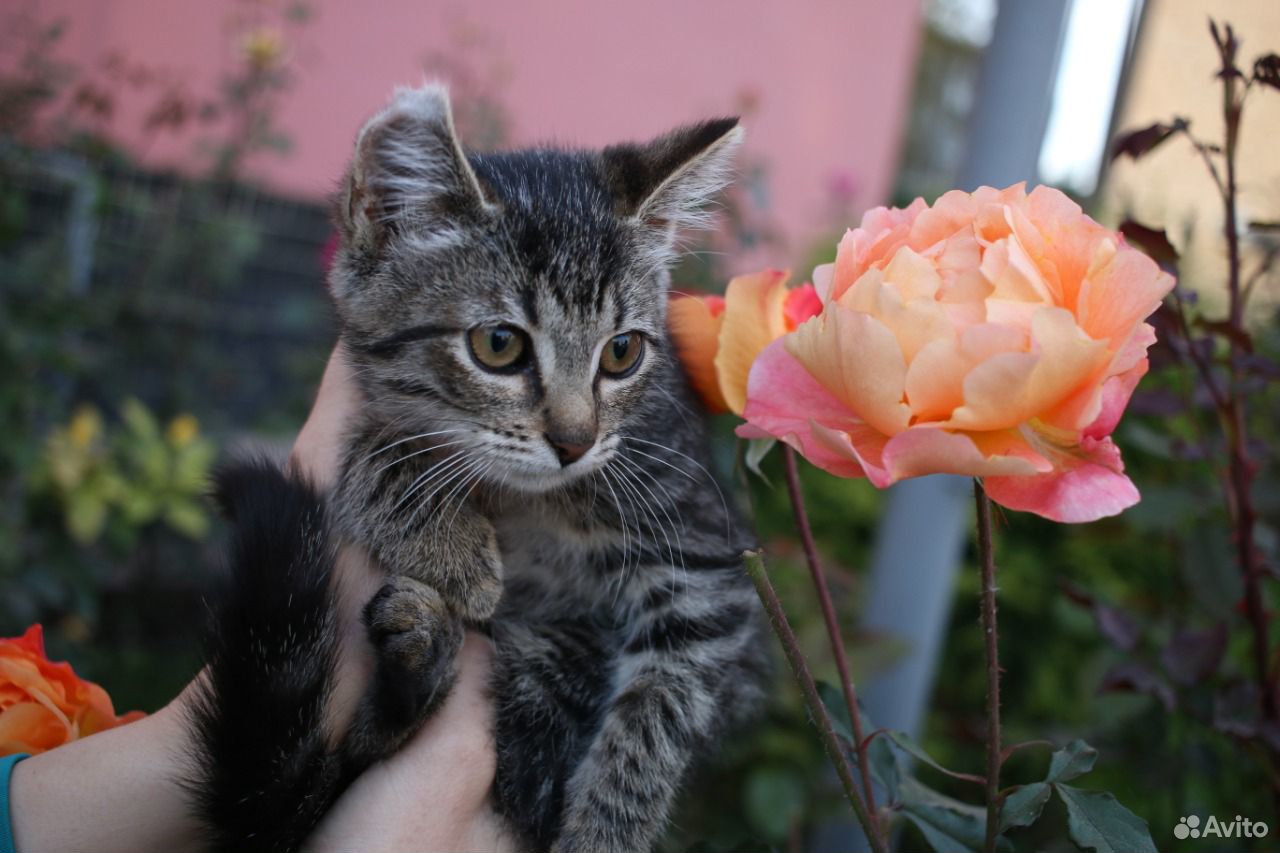 Кошка