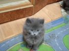 Мальчишки-котишки объявление продам
