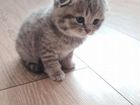 Шотландский вислоухий котёнок мальчик объявление продам