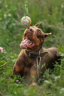 Доберман Арни в дар