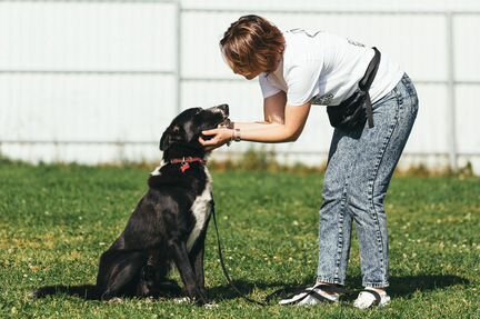Собака в добрые руки