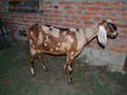 Дойные Нубийские козы и Камо-Нубийский козел