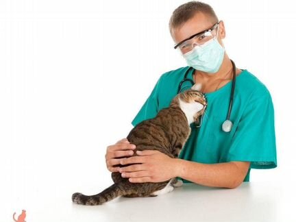 Ветеринарный врач на дом круглосуточно