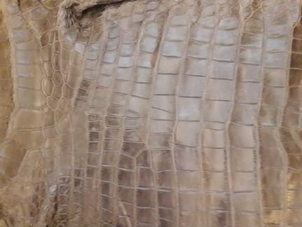 Шкура большого крокодила
