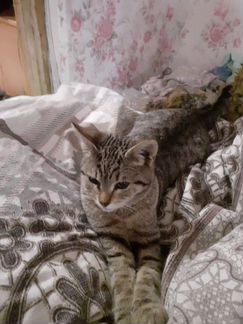 Кошечка полгодика в добрые руки