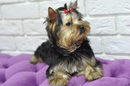 Йоркширский терьер