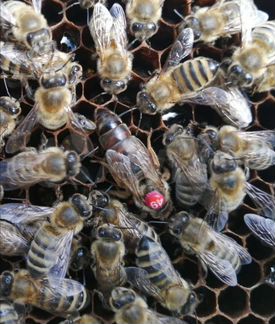 Пчеломатки на 2021, Карника австрийской селекции