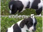 Собака Русский охотничий спаниель объявление продам
